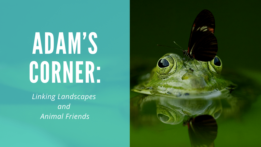 Adam’s Corner: Linking Landscapes and Animal Friends