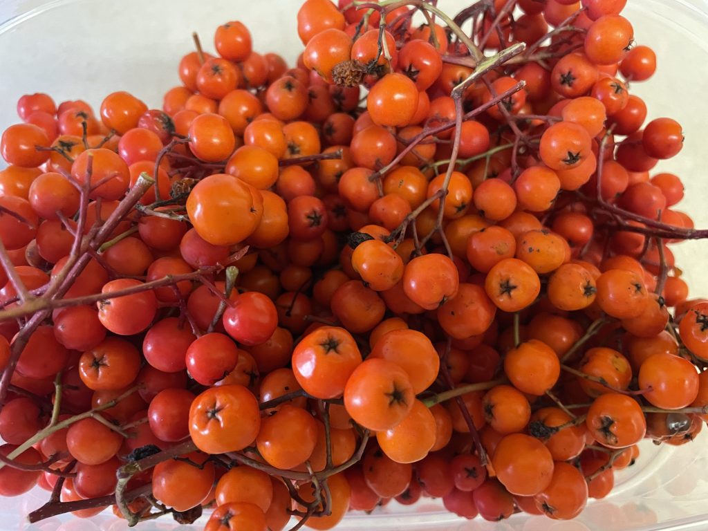 Rowan Mountain Ash berries