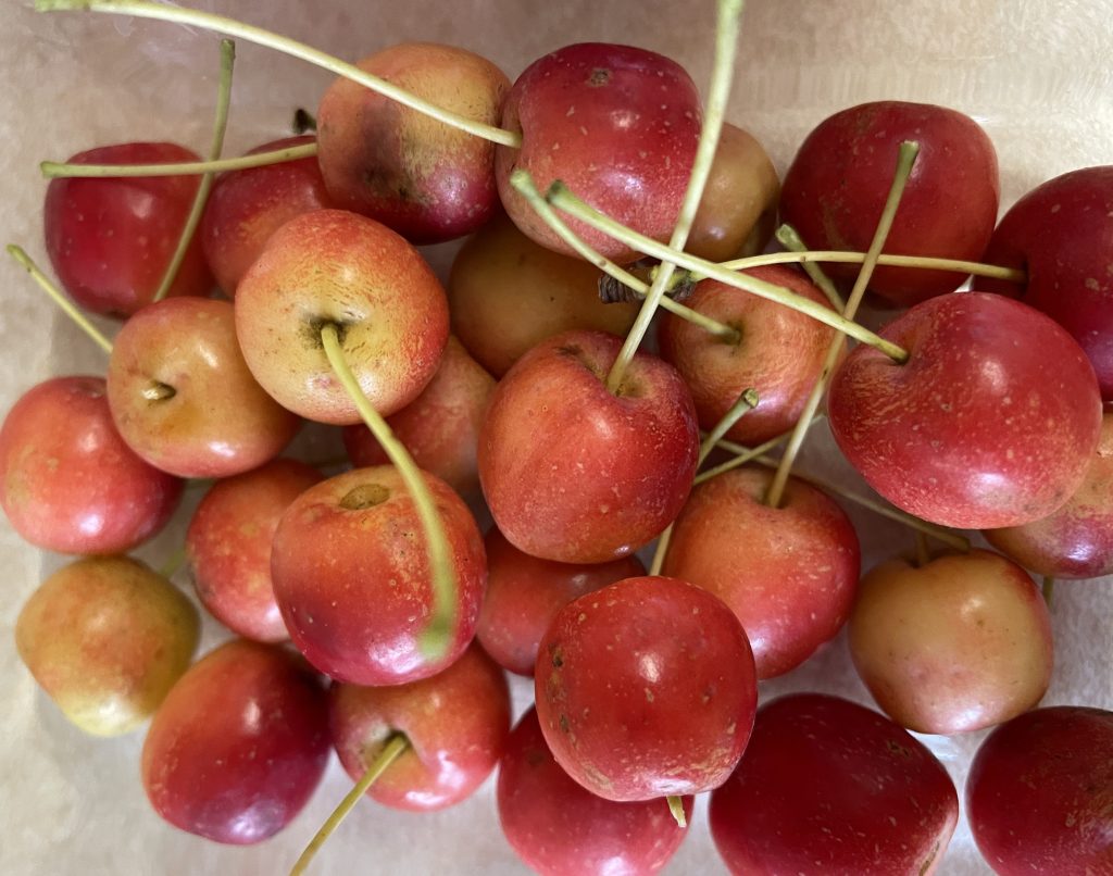 Crab apples
